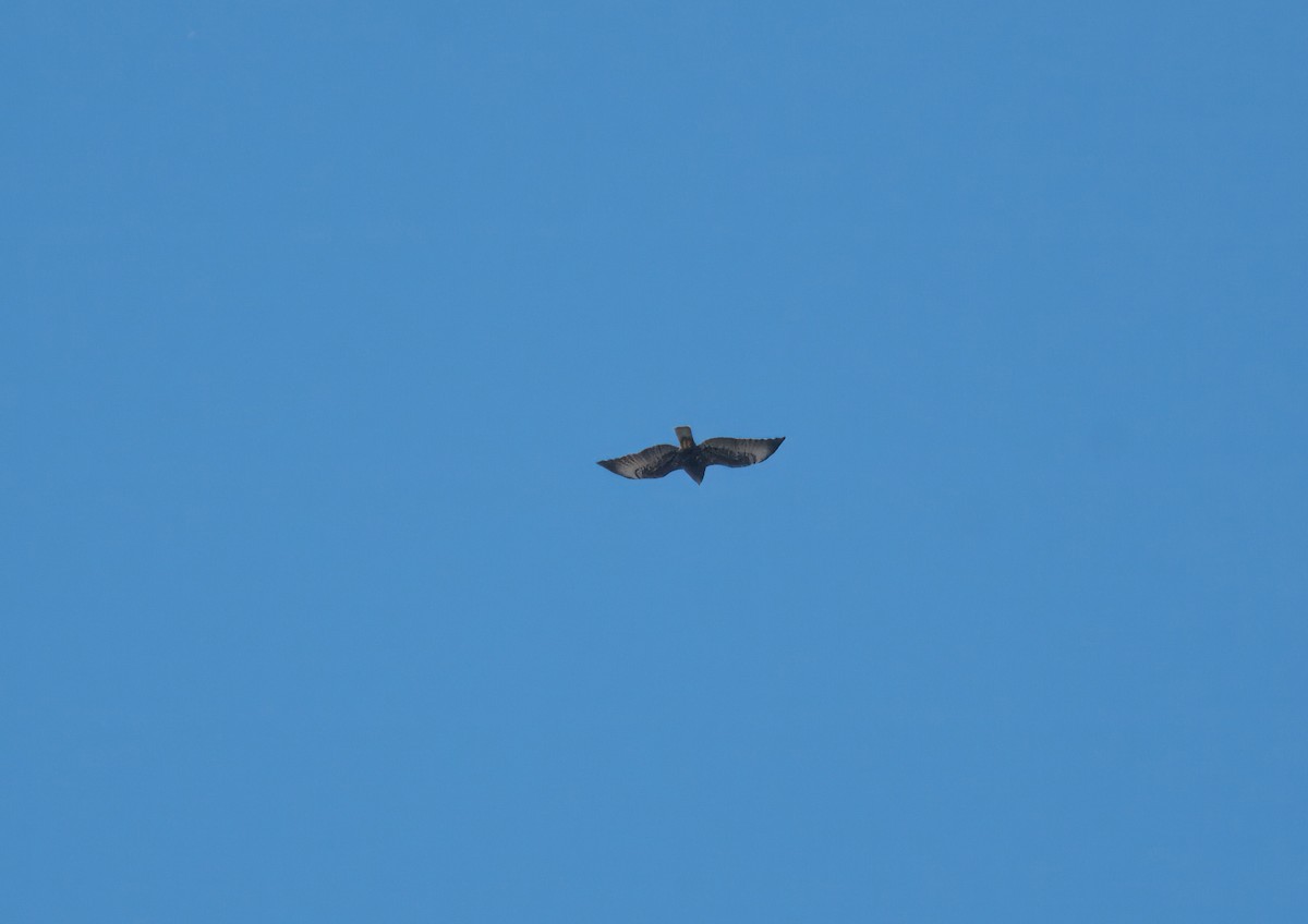 Short-tailed Hawk - ML651680321