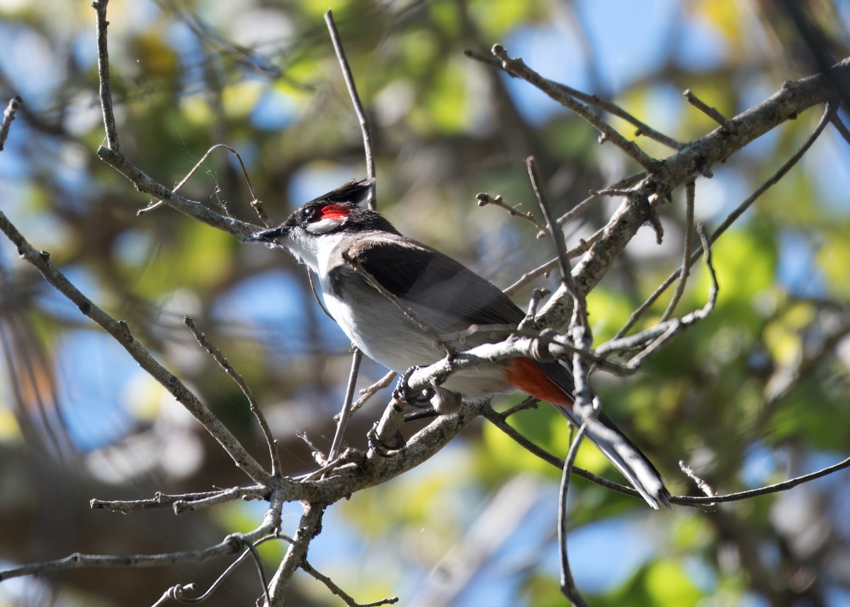 בולבול אדום-שפם - ML651680357