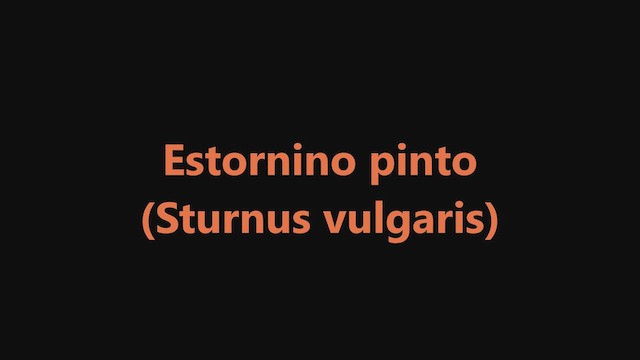 Storno - ML651680932