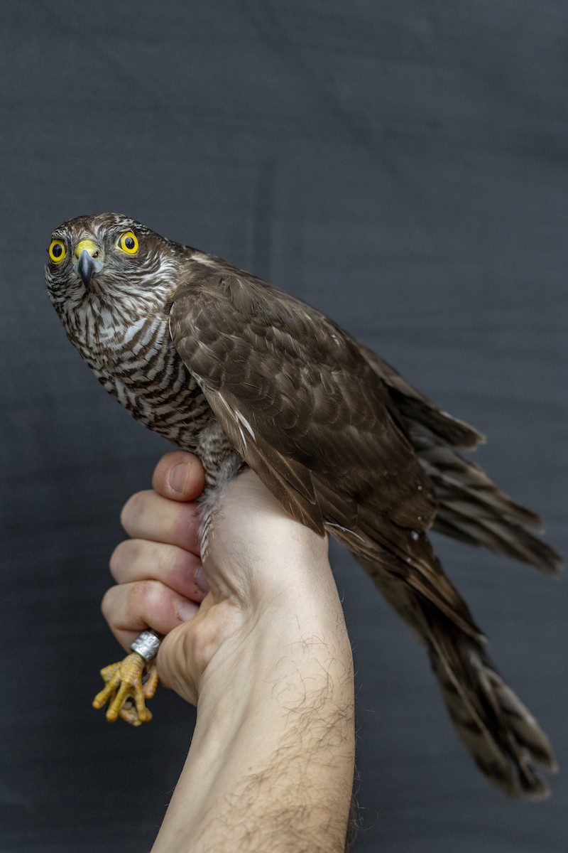 Gavilán Común - ML651681270