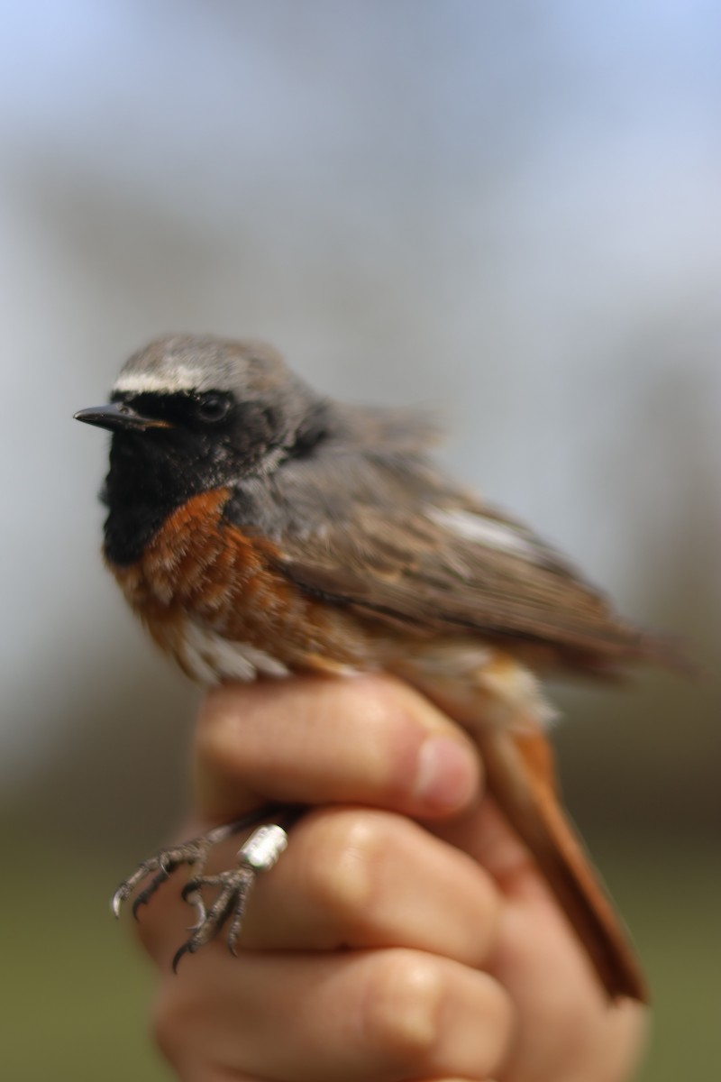 Colirrojo Real - ML651681276