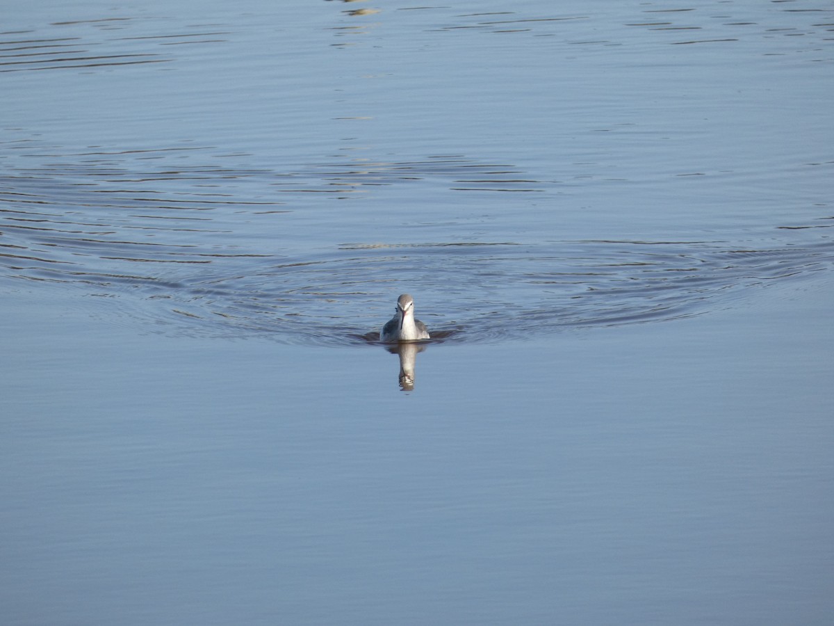 Chevalier arlequin - ML651681298