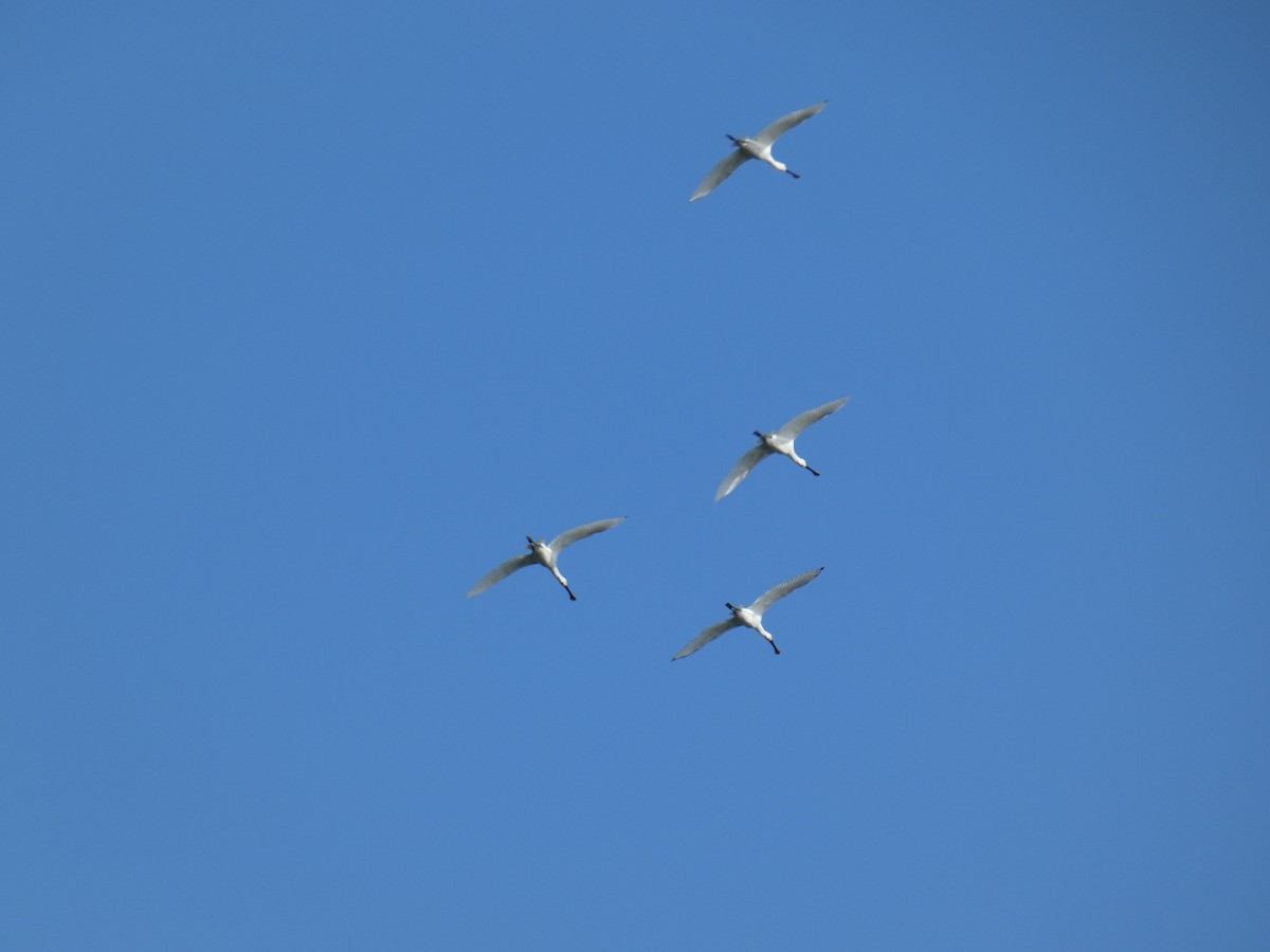 Spatule blanche - ML651681302