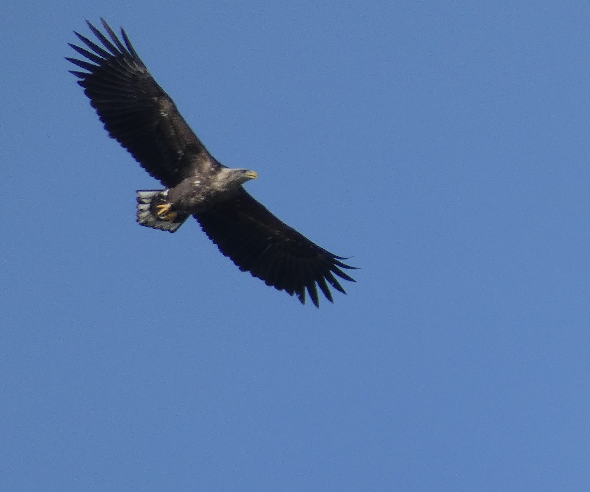 Pygargue à queue blanche - ML651681304