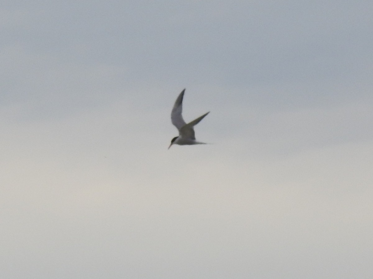 Sterna comune (hirundo/tibetana) - ML651681372