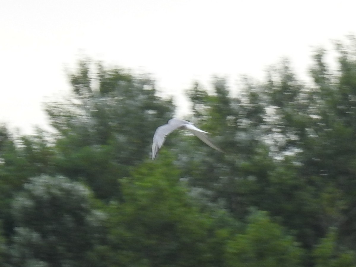 Sterna comune (hirundo/tibetana) - ML651681373