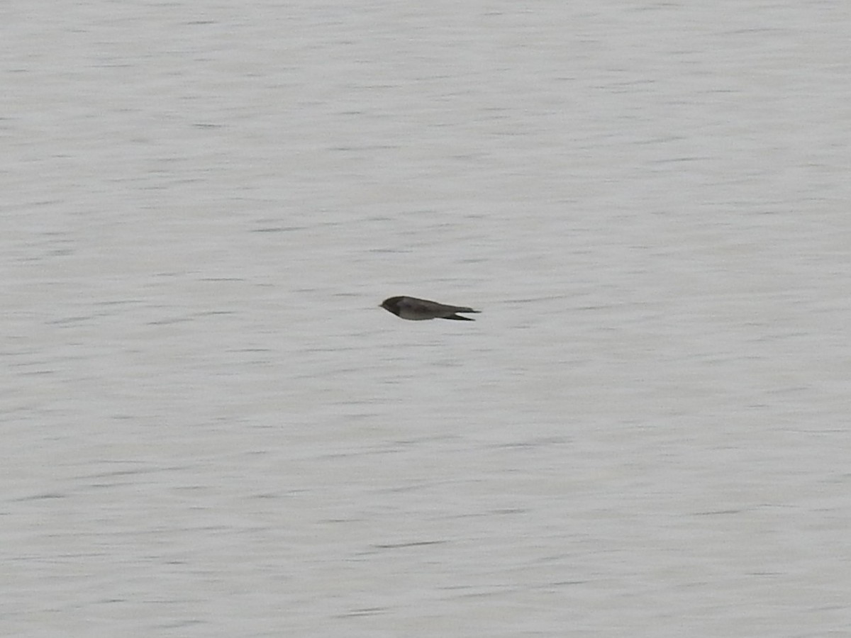 Rondine - ML651681434