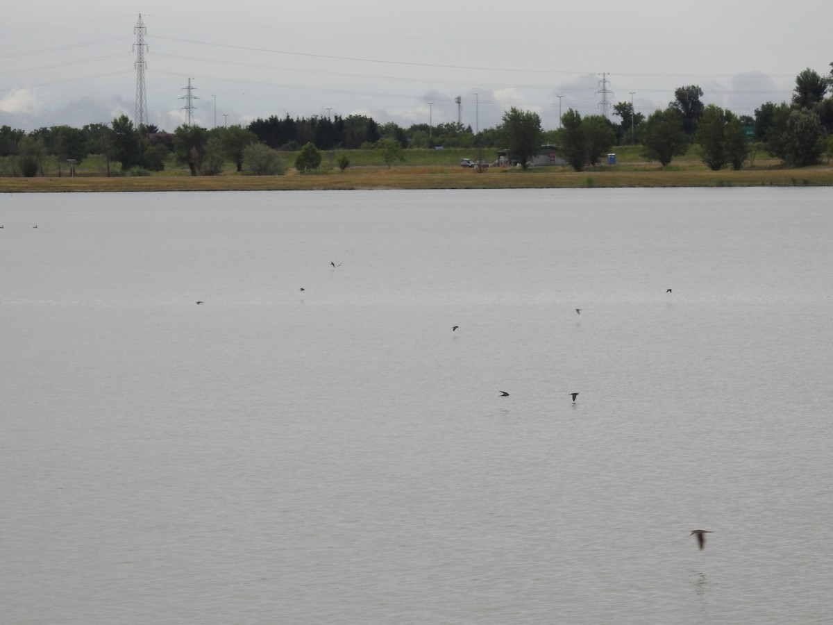 Rondine - ML651681435