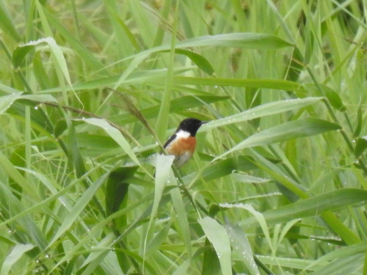 Saltimpalo - ML651681470