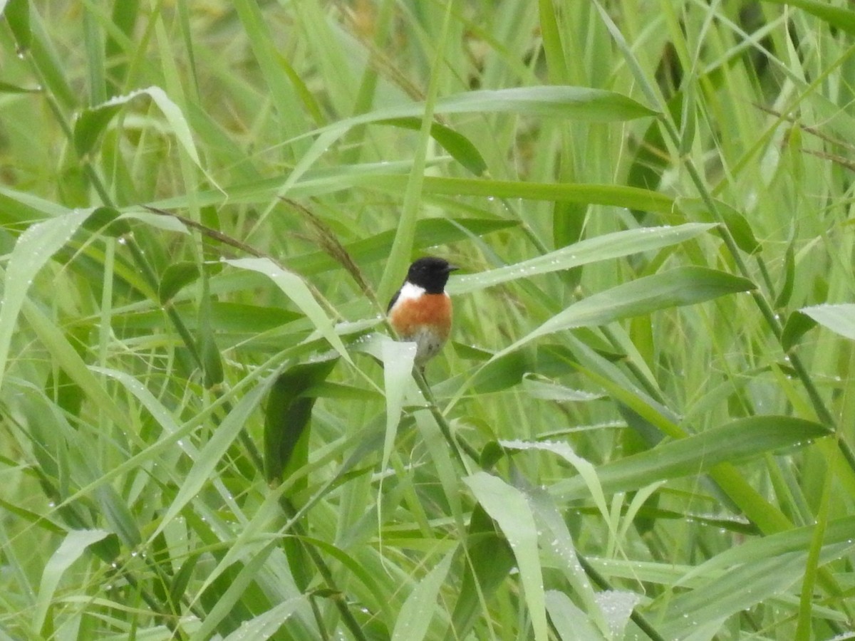 Saltimpalo - ML651681471