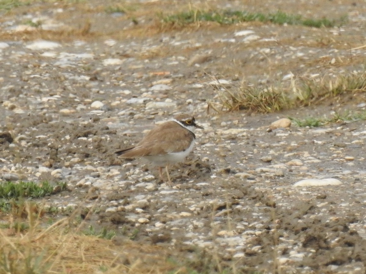 Corriere piccolo - ML651681503