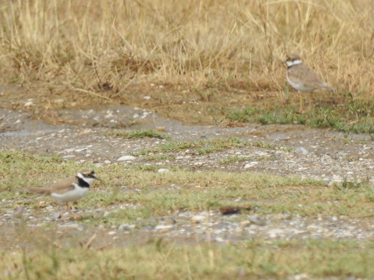 Corriere piccolo - ML651681504