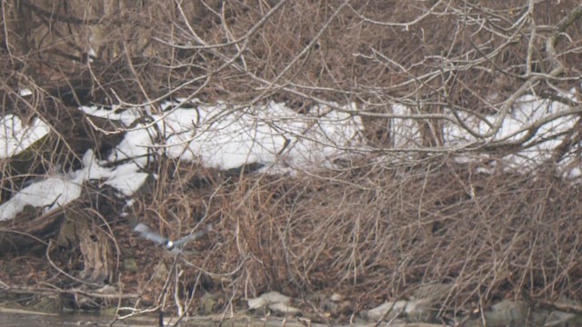 שלדג אמריקני - ML651681821