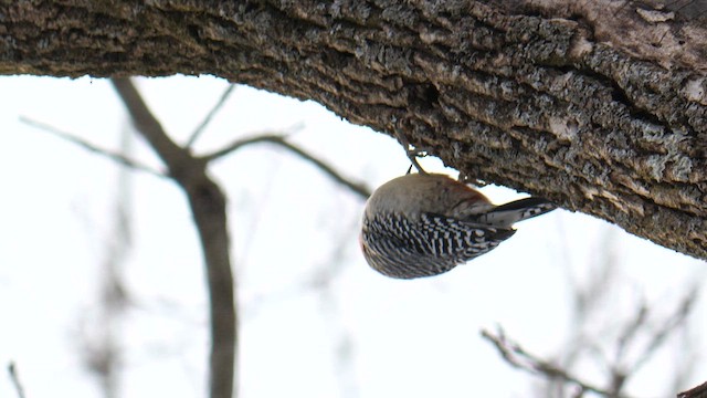 Red-bellied Woodpecker - ML651681925