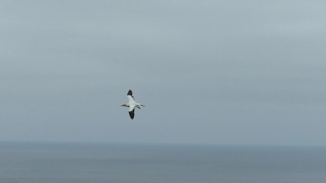 Northern Gannet - ML651682010