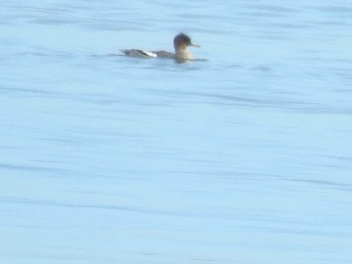 Harle huppé - ML651682140