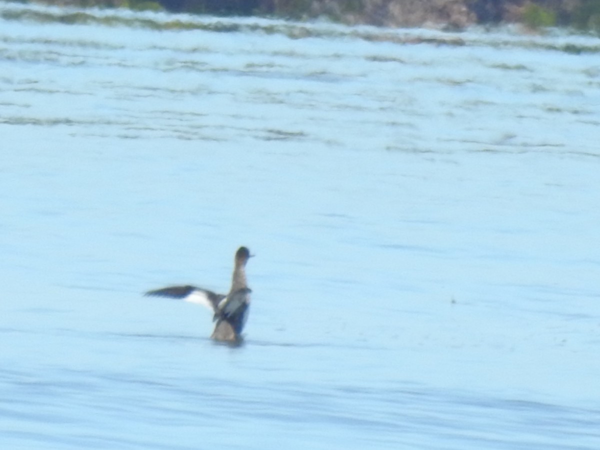 Harle huppé - ML651682234