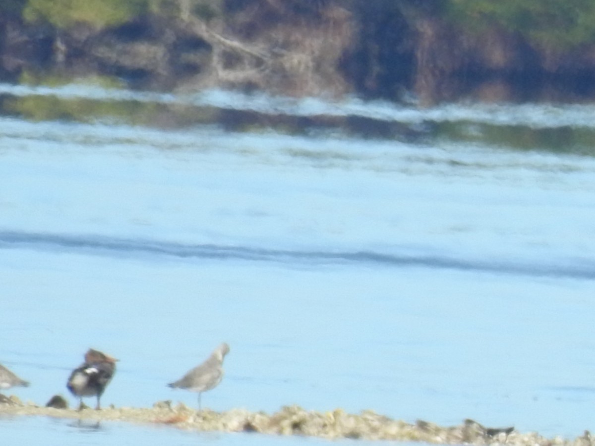 Harle huppé - ML651682235