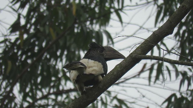 Black-and-white-casqued Hornbill - ML651682286