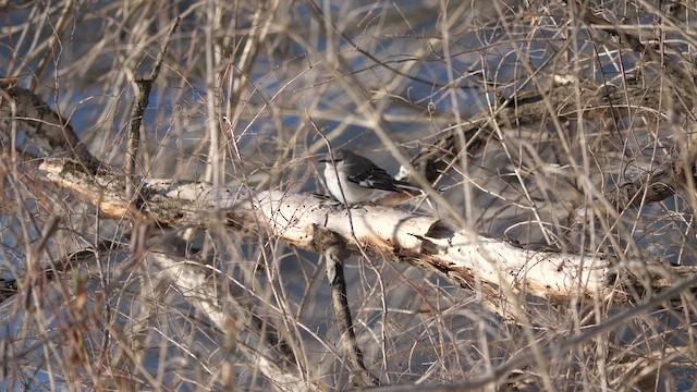 Northern Mockingbird - ML651682507