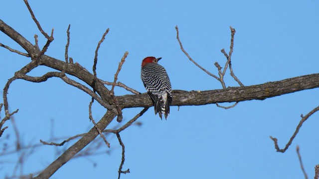 Red-bellied Woodpecker - ML651682661