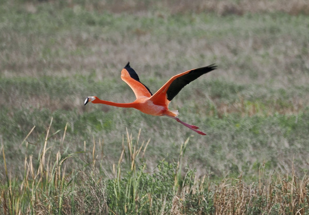 plameňák americký - ML651683098