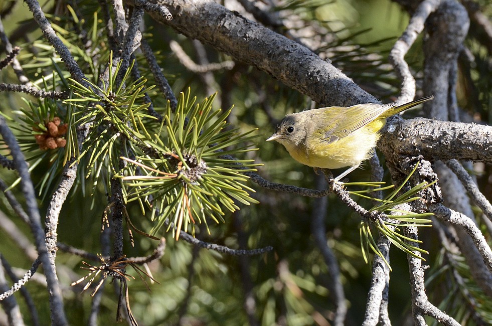 Nashville Warbler - ML65168311