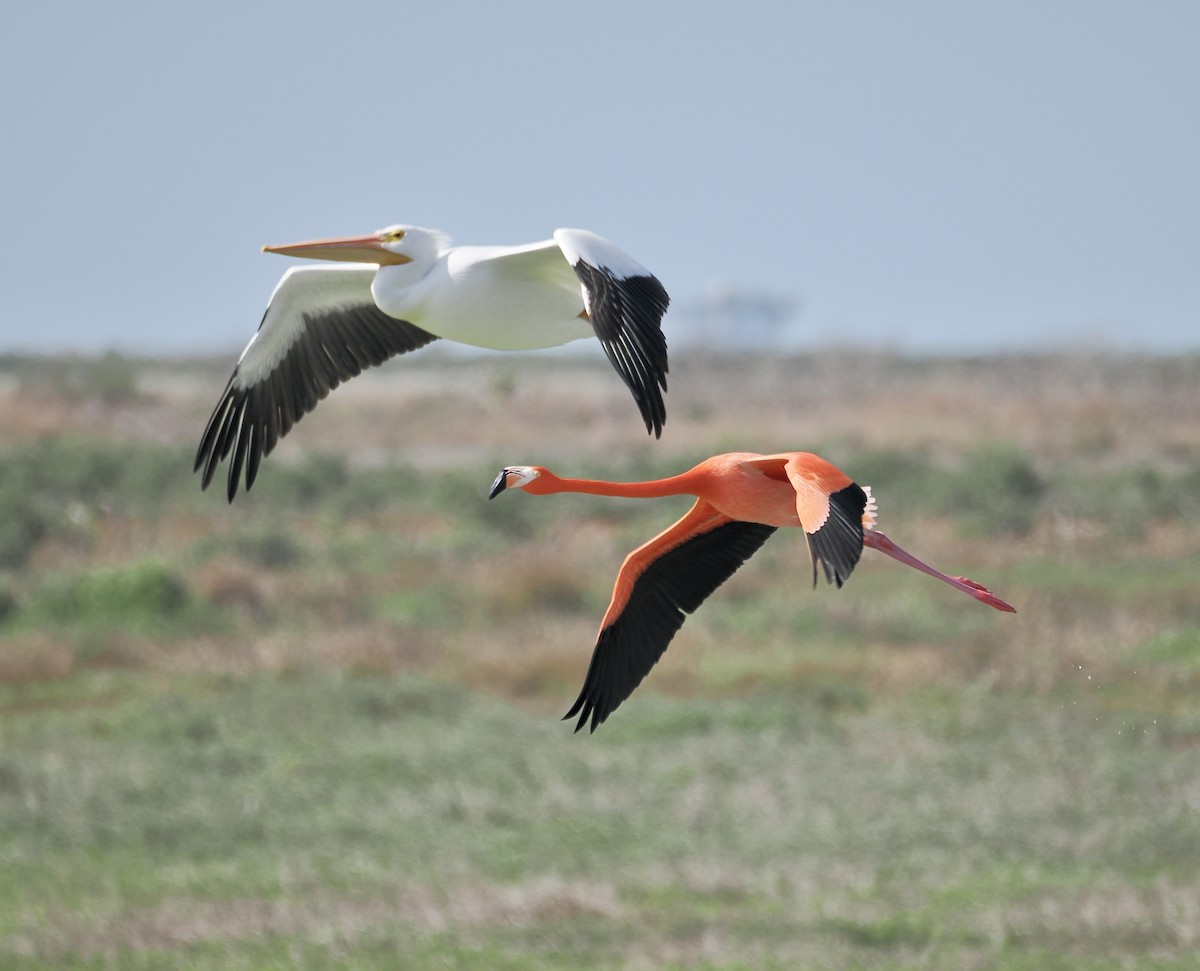 plameňák americký - ML651683110