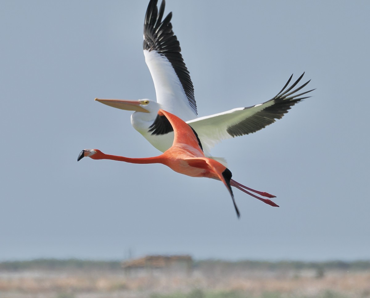 plameňák americký - ML651683121