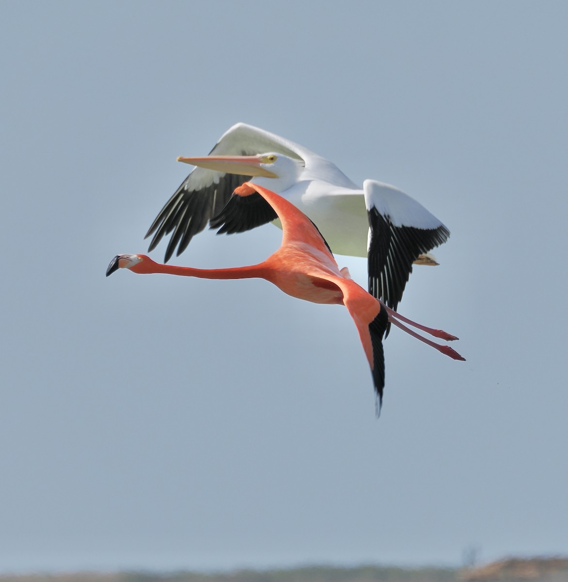 plameňák americký - ML651683126