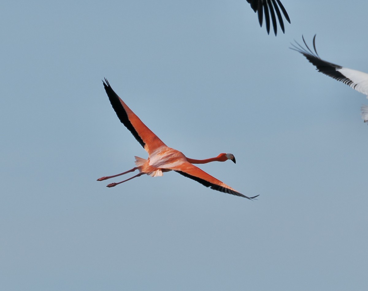 plameňák americký - ML651683144