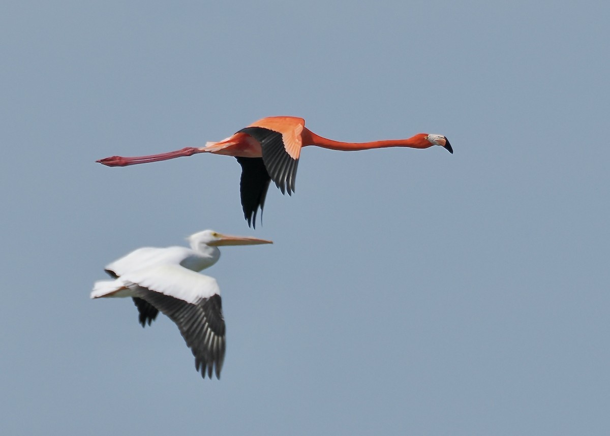 plameňák americký - ML651683149