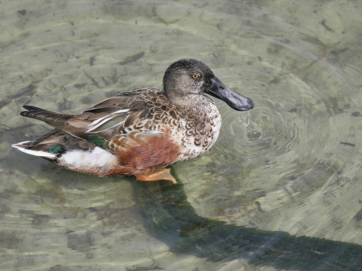 lžičák pestrý - ML651683395