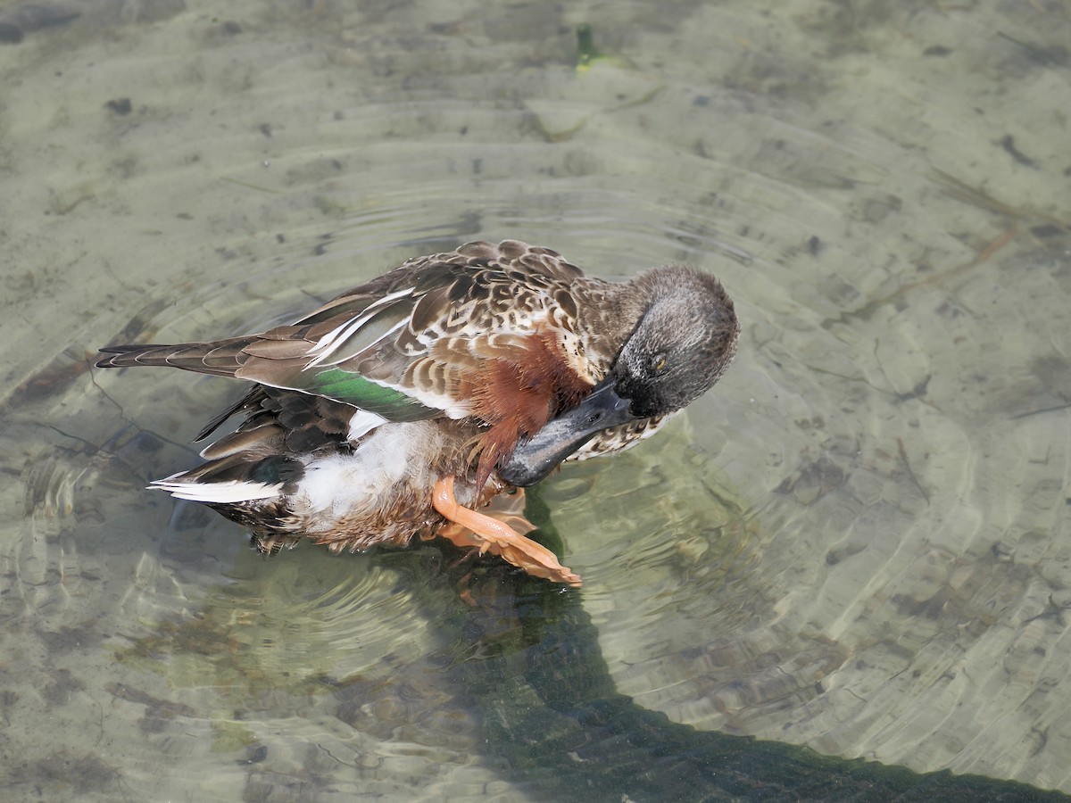 lžičák pestrý - ML651683411