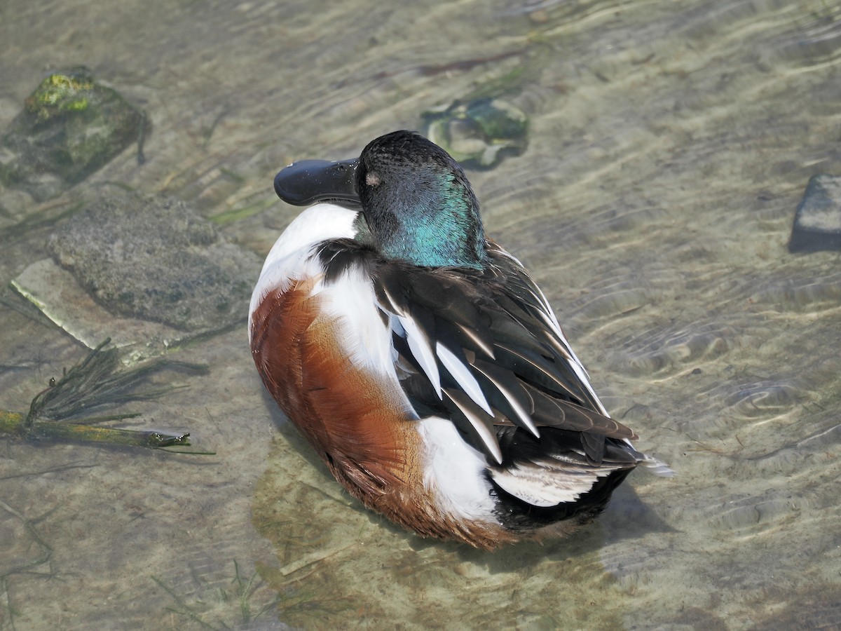 lžičák pestrý - ML651683416