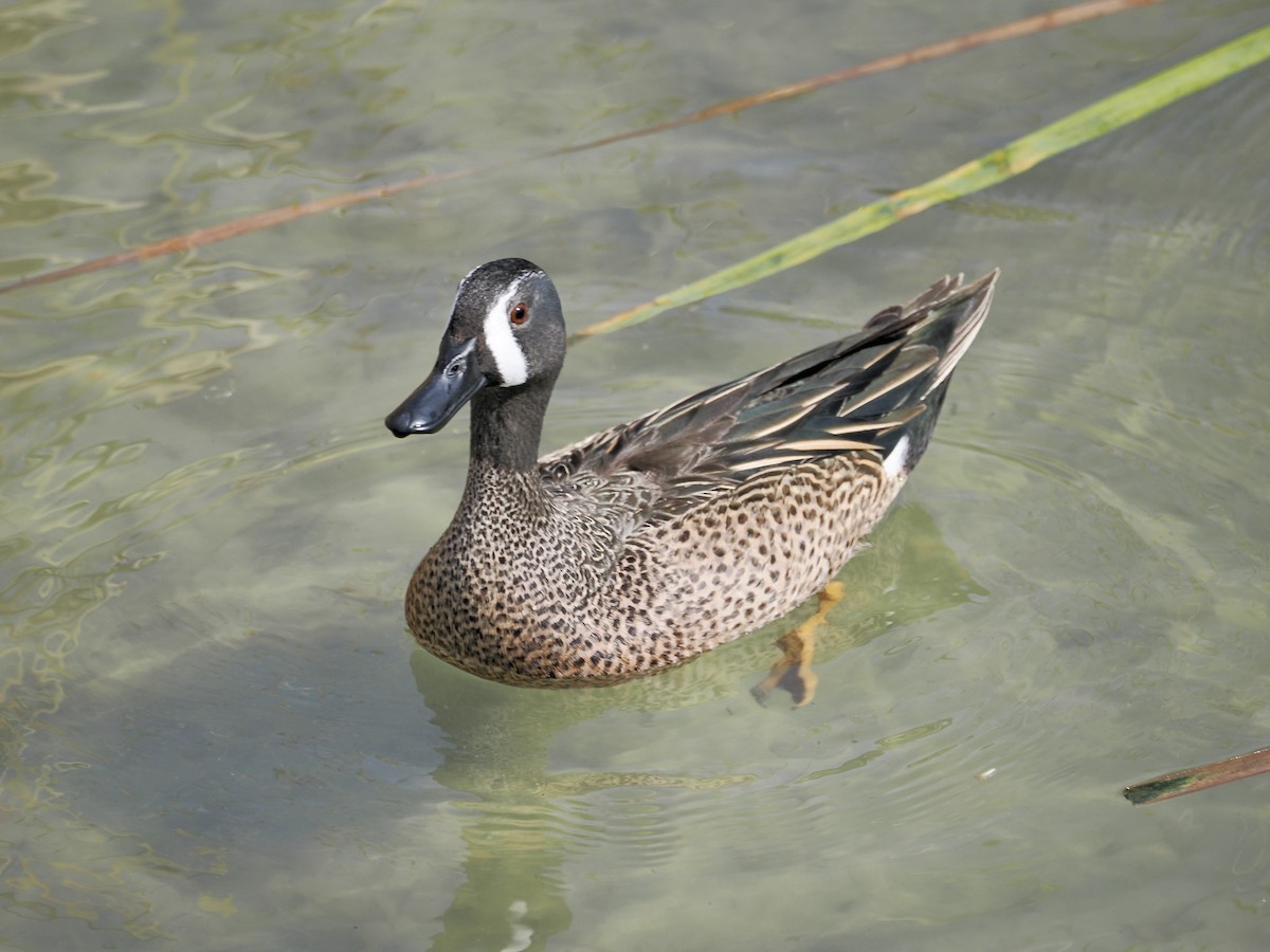 čírka modrokřídlá - ML651683505