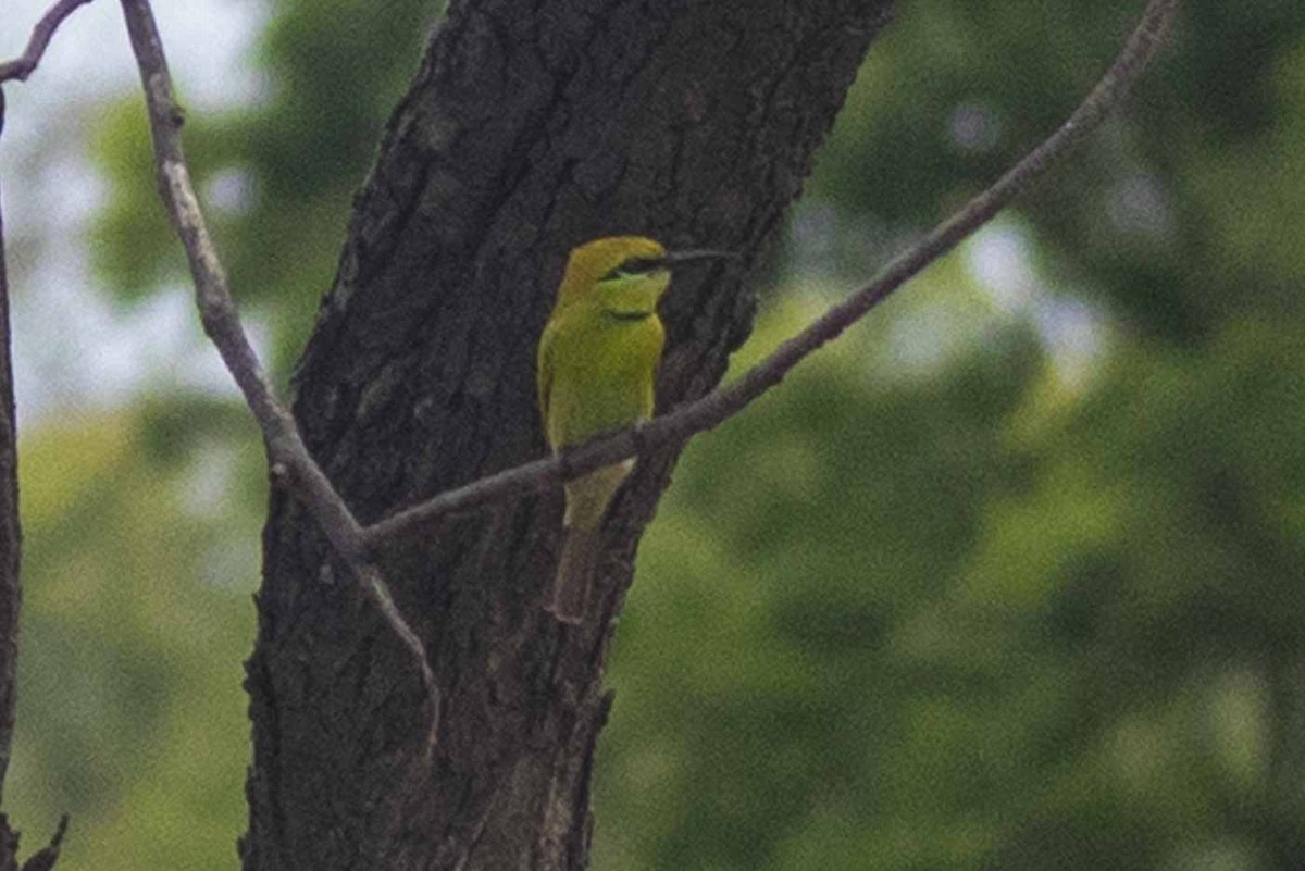 African Green Bee-eater - ML651683661