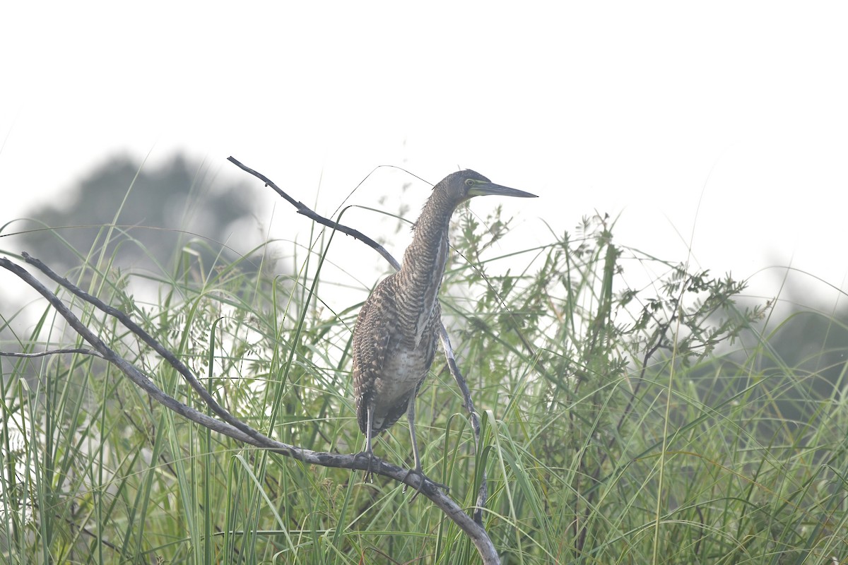 Nacktkehlreiher - ML651683761