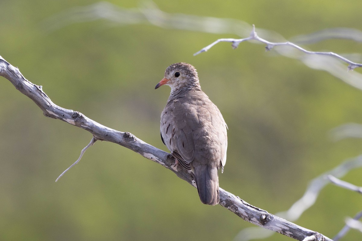 eBird Checklist - 4 Feb 2026 - Rodger's Beach - 10 species