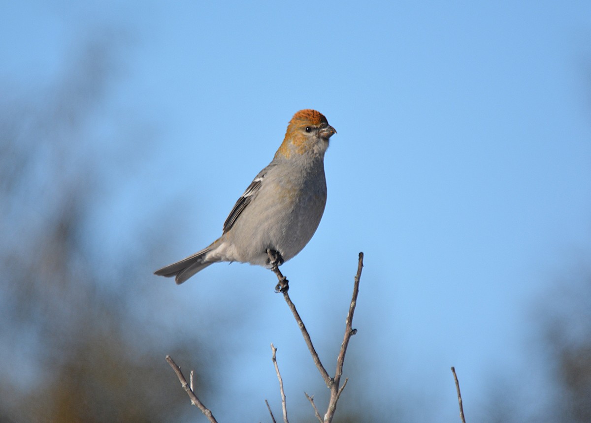eBird Checklist - 25 Feb 2026 - Muskrat City Rd - 2 species