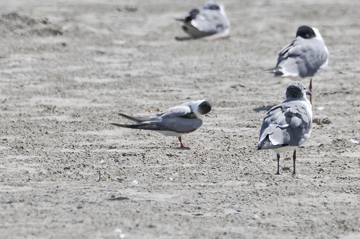 rybák obecný - ML651685877