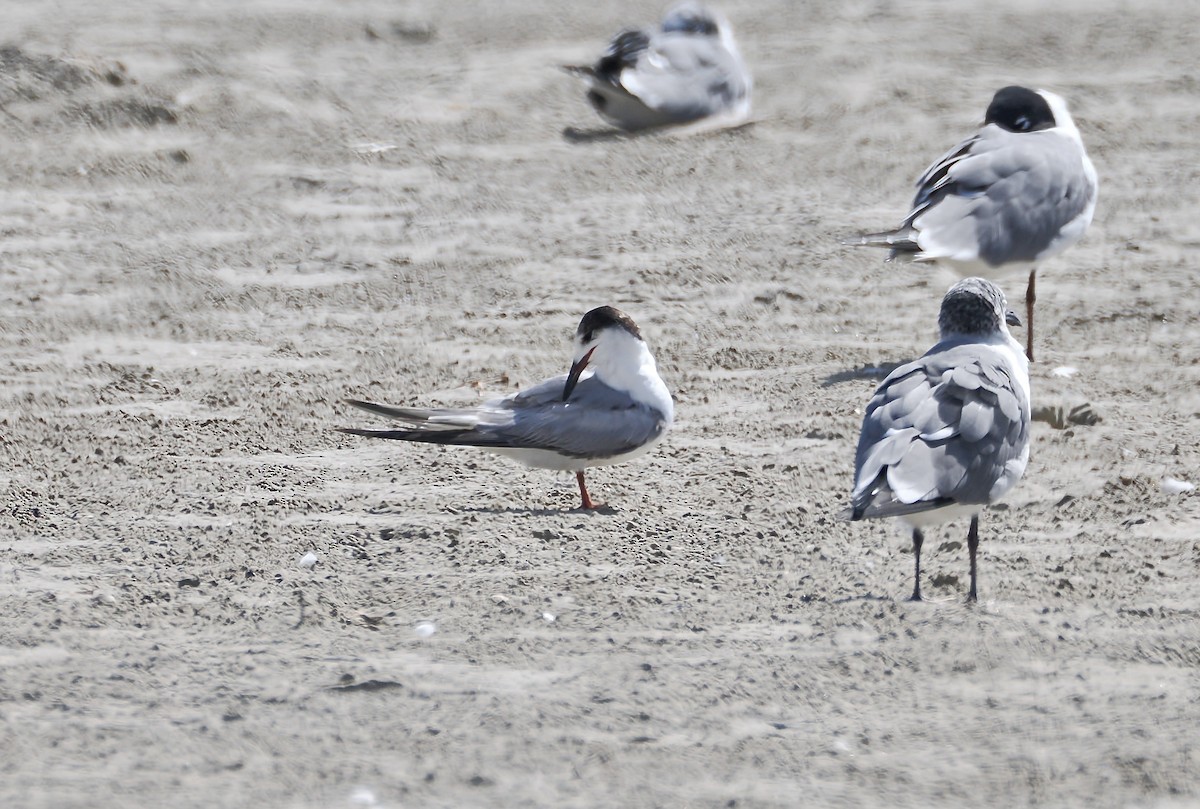 rybák obecný - ML651685880