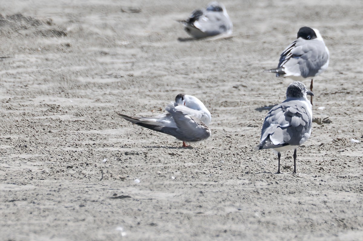 rybák obecný - ML651685886