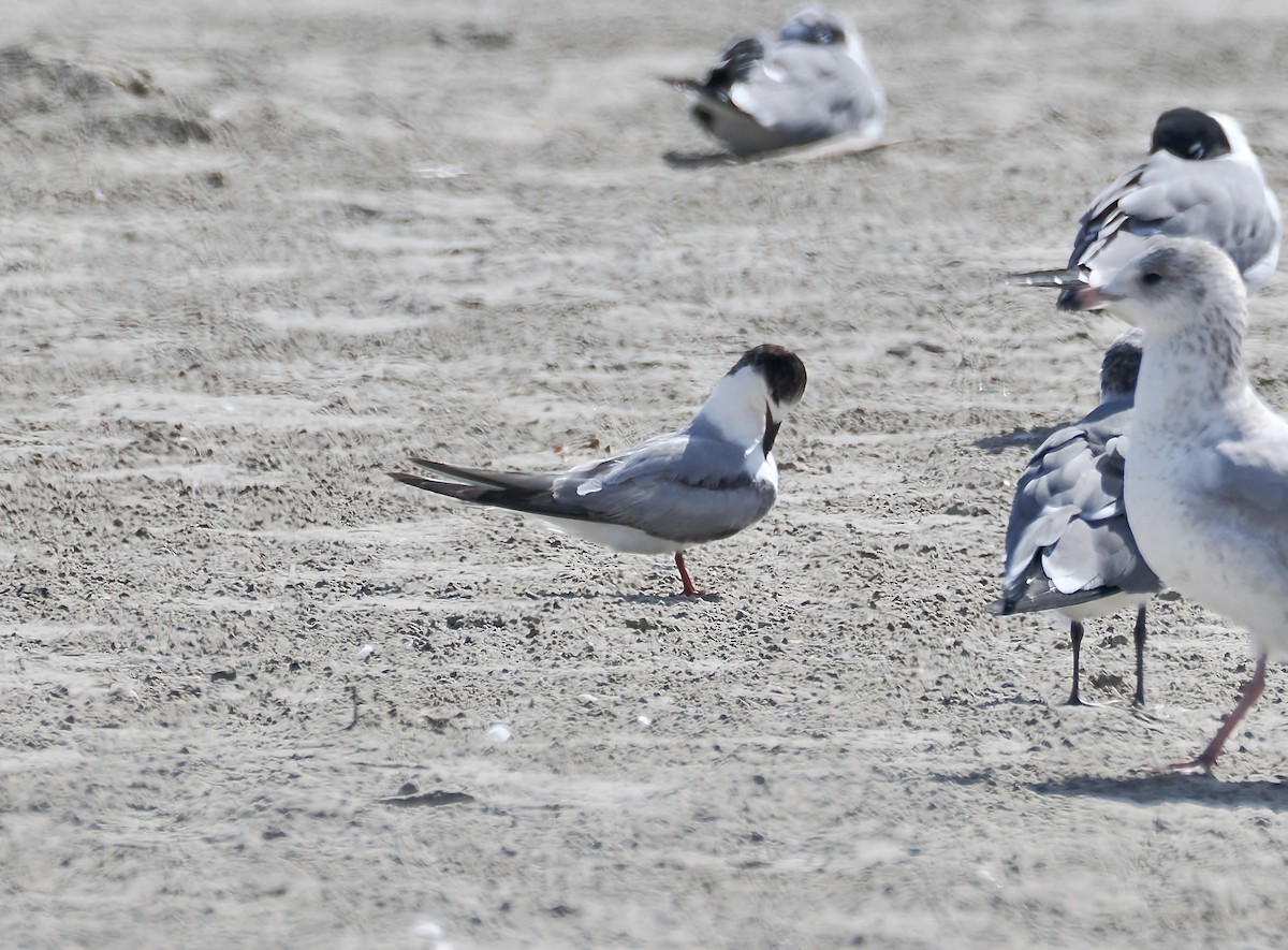 rybák obecný - ML651685890