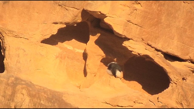 Hooded Wheatear - ML651686943