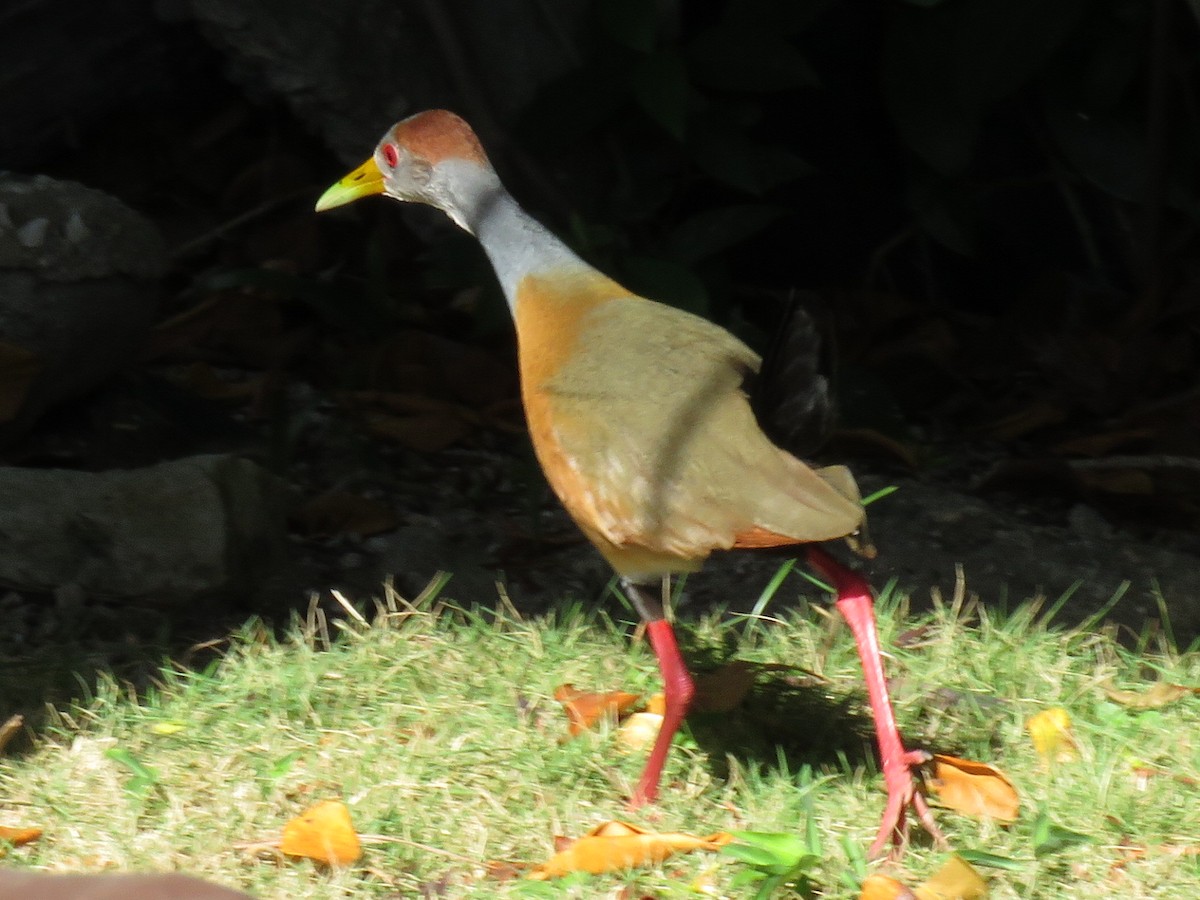 Russet-naped Wood-Rail - ML651687035