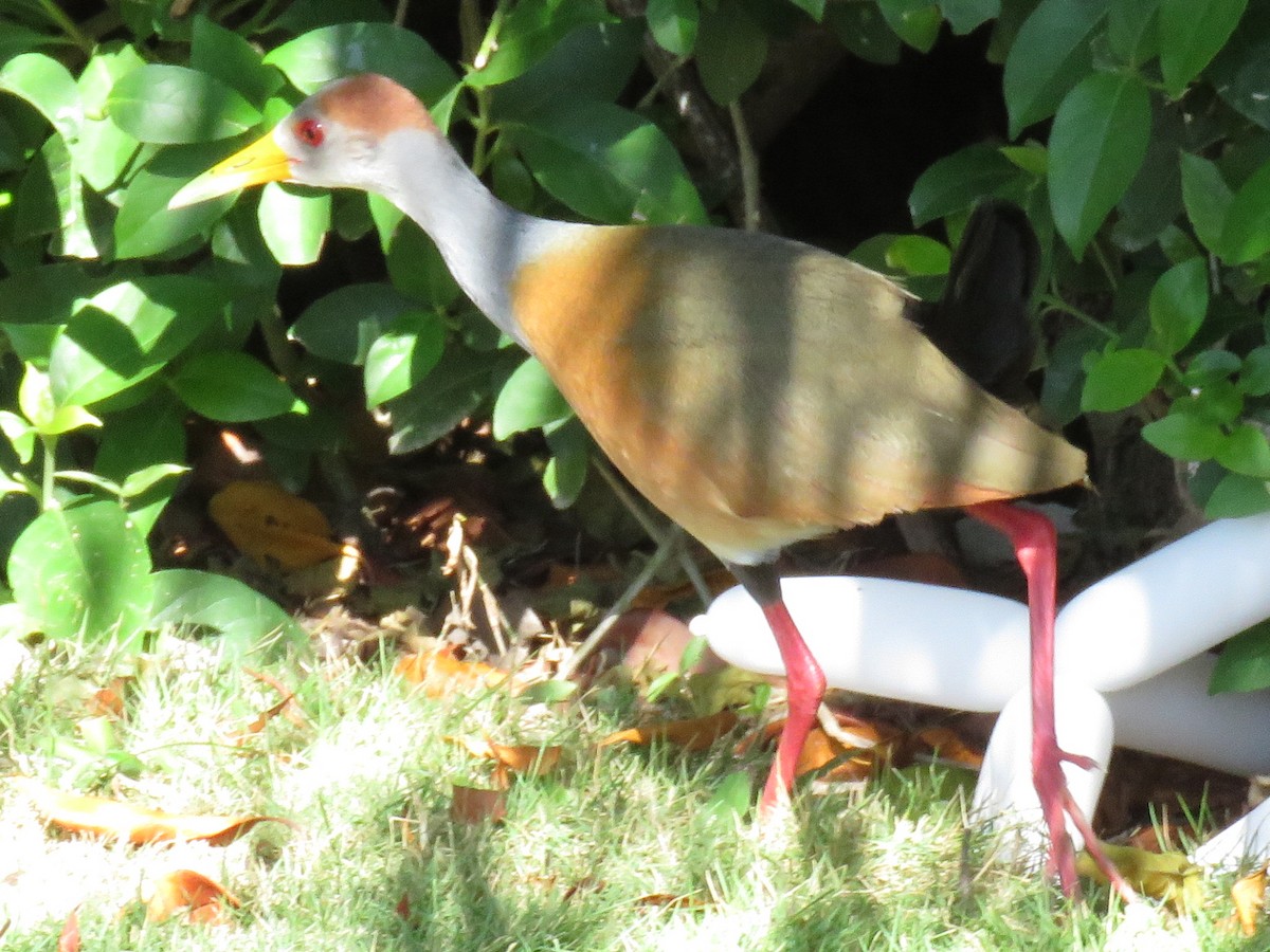 Russet-naped Wood-Rail - ML651687052