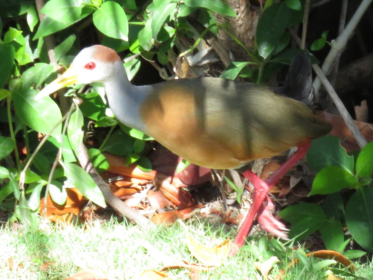 Russet-naped Wood-Rail - ML651687083