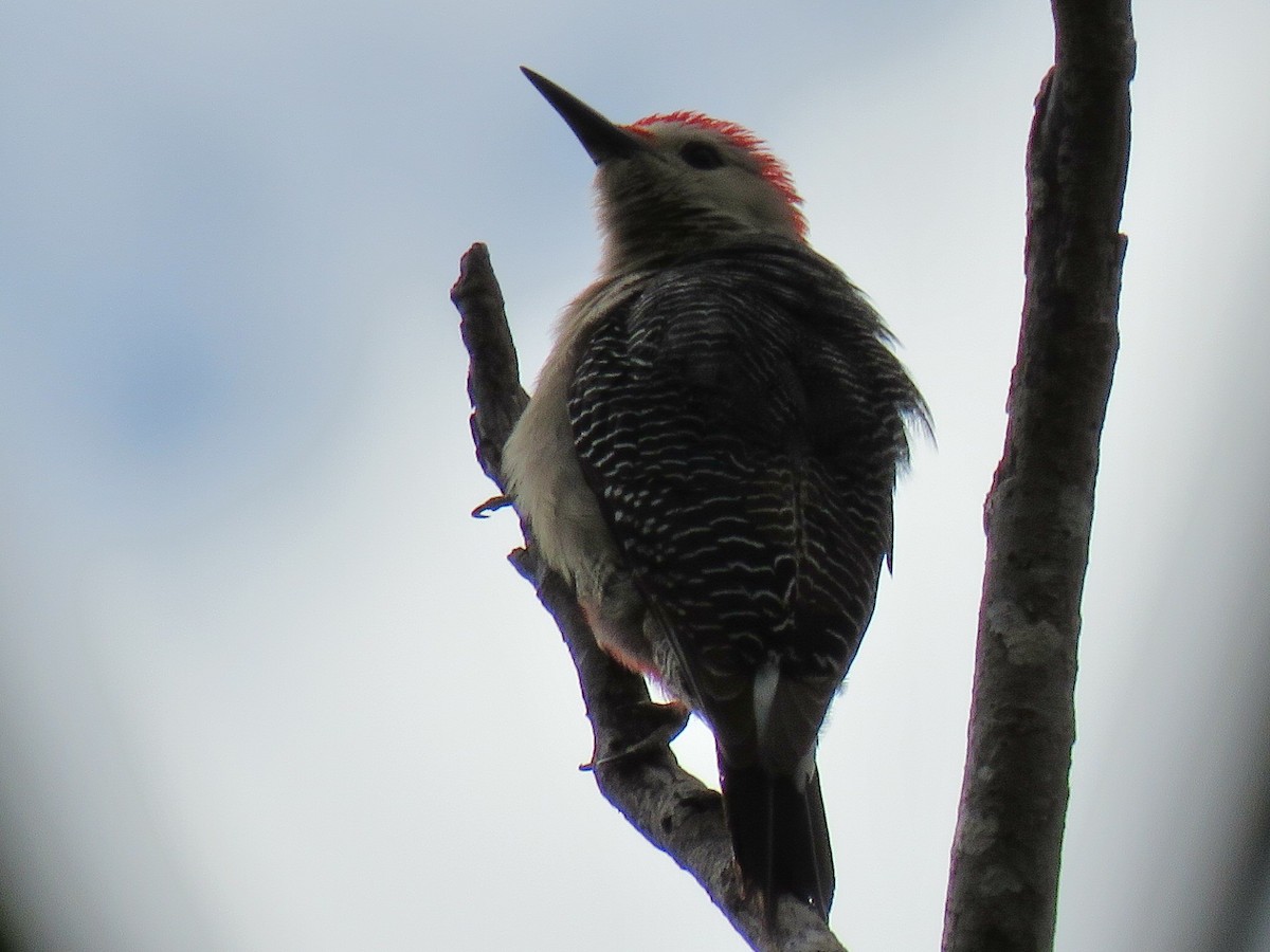 Golden-fronted Woodpecker - ML651687112