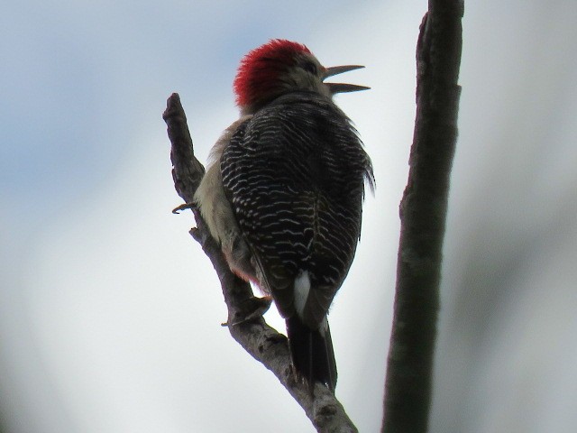 Golden-fronted Woodpecker - ML651687122